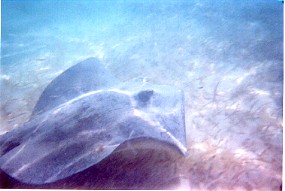 One of the stingrays.