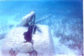 Clownfish near a sunken barrel and an anchor.