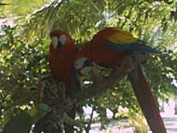 The parrots.