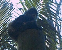 The monkey.