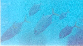 Some fish that swam right up to Ernie's face plate
