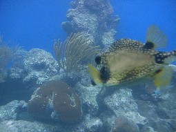 Fish seen through windows in viewing area