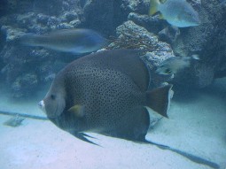 Fish seen through windows in viewing area