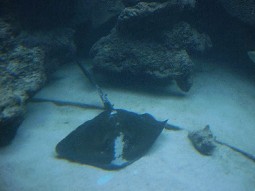 Ray seen through windows in viewing area