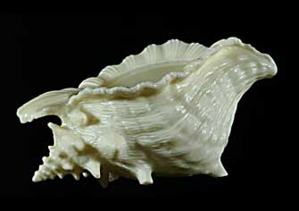Large Conch Shell