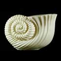 Titanic Spiral Shell