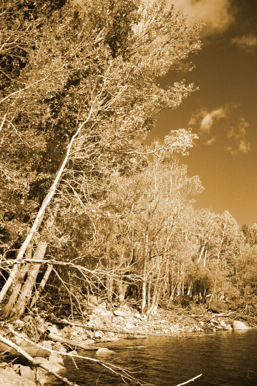 Lundy trees