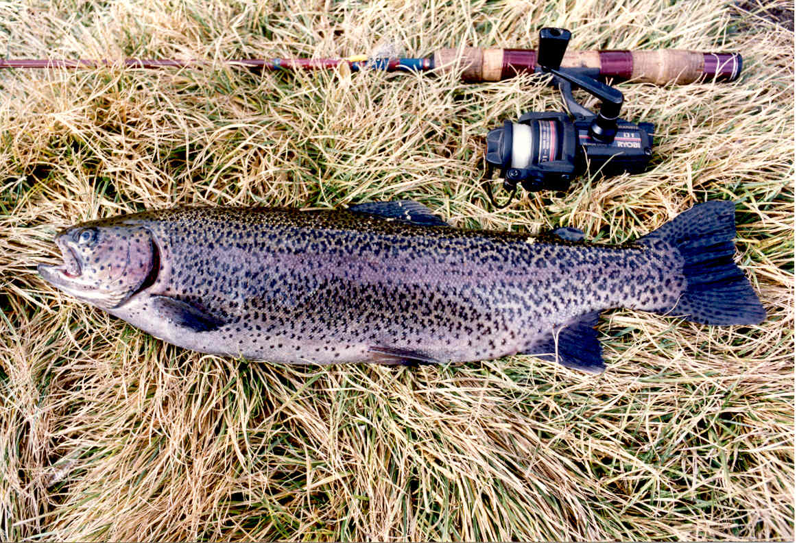 Rush Creek Rainbow