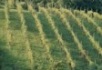 vineyards at the trissino house