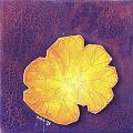 Yellow_Fall