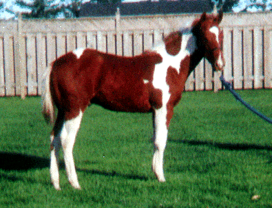 Dallas