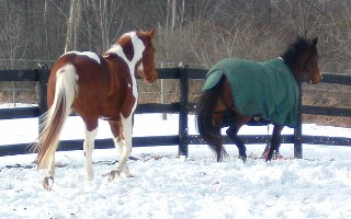 buddies