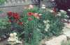 flowerbed