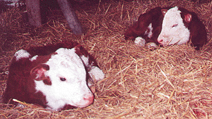 calves