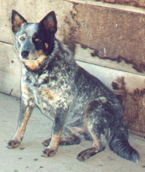 heeler