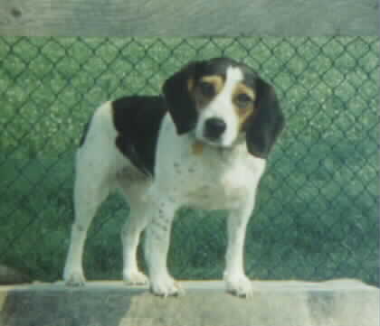 Suz