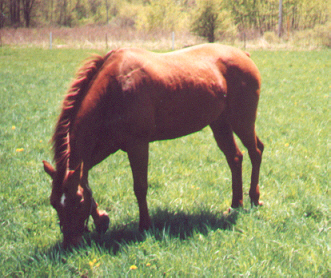 grazing