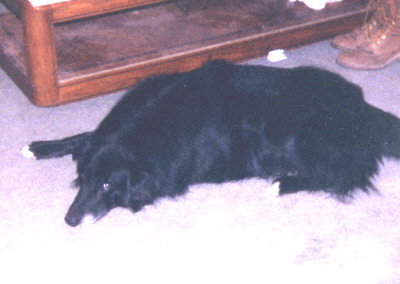Bandit