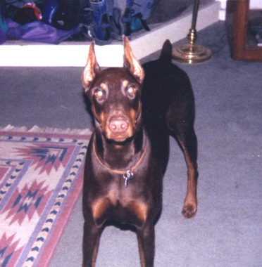 Handsome Dart