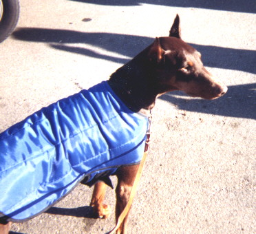 Dart in his coat