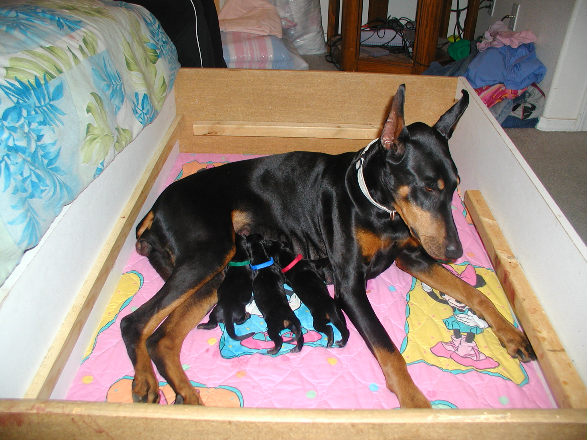 PUPPIES