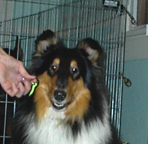 Jecena