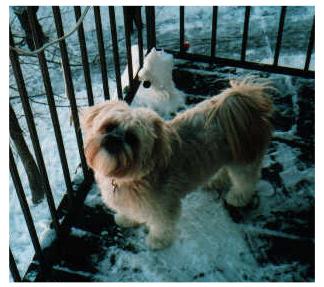 Bailey