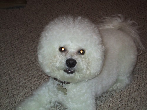 WHITE DOG