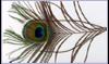 Peacock feather
