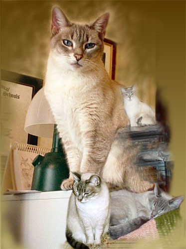 DuchessthQueen