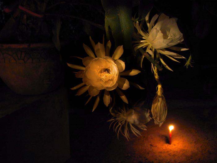 02flower-blooming