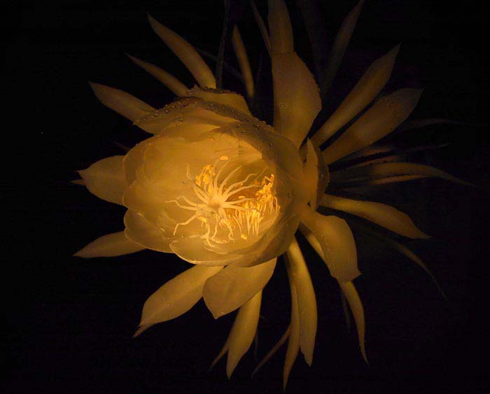 03-flower-from-angle