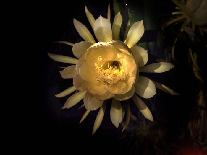 04flower-inside