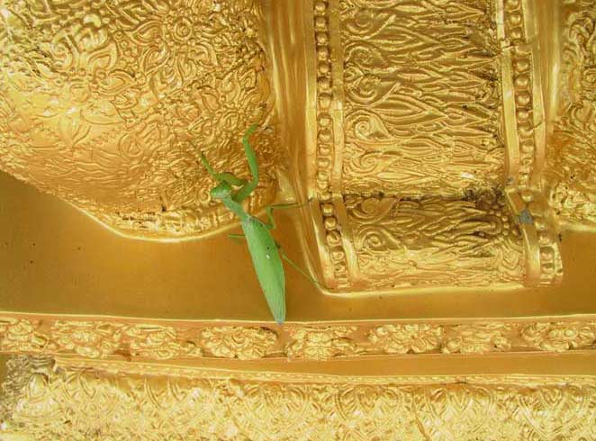 06-praying-mantis