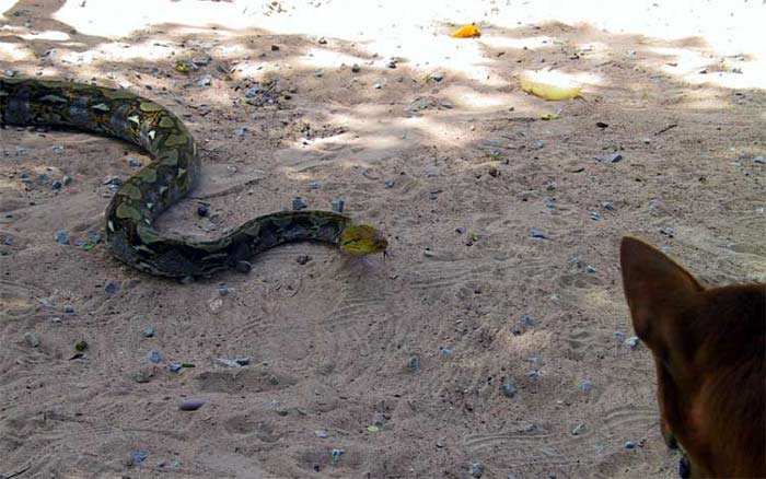 07-large-snake-and-dog
