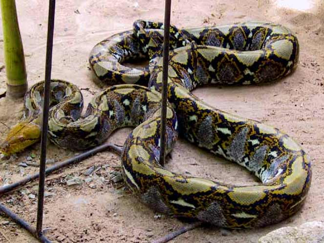 08-coiled-snake