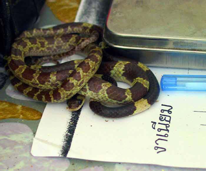 09-poisonous-snake