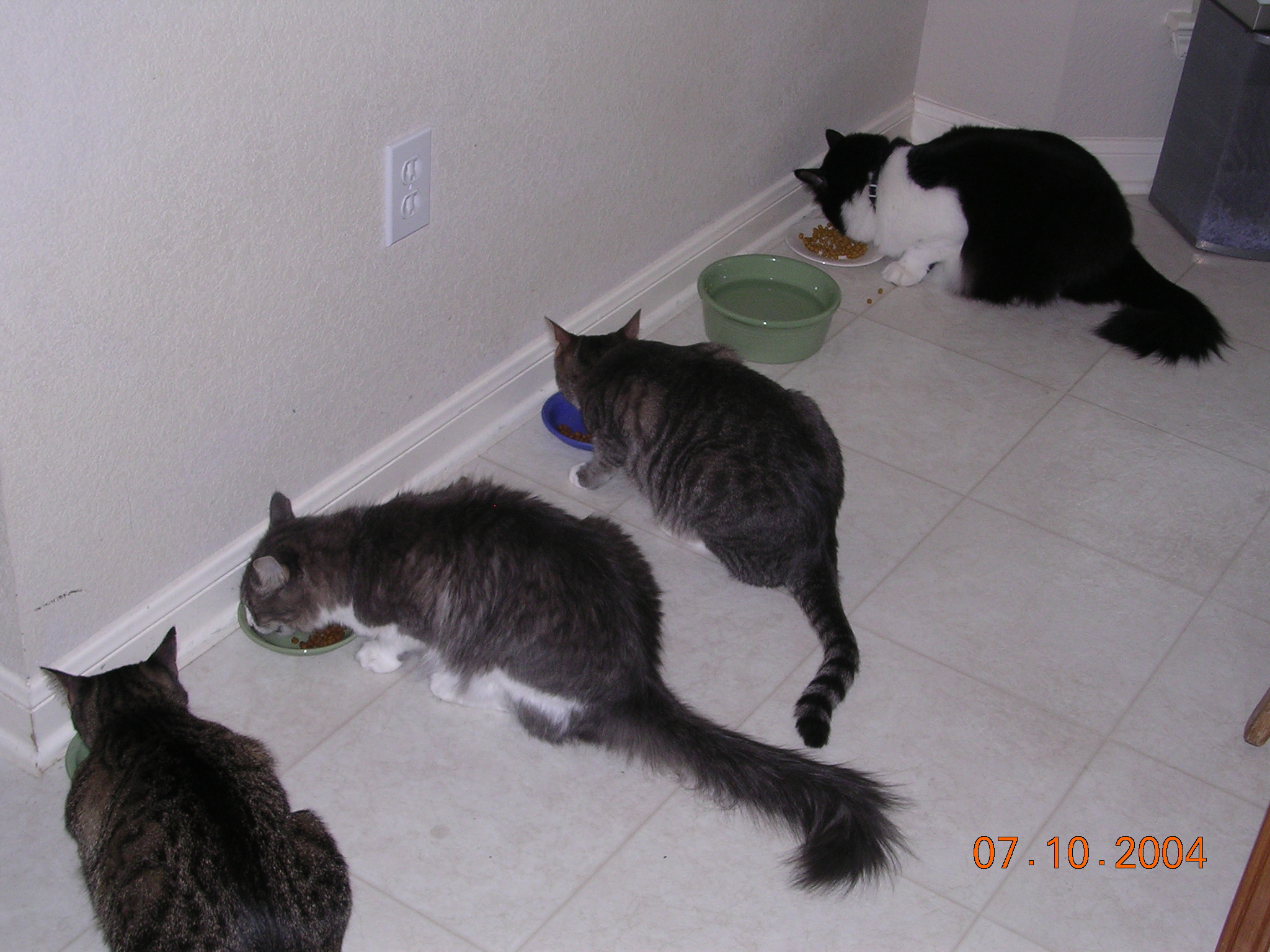 Abby, Lily, Norman, Lew, who always eat in this particular order
