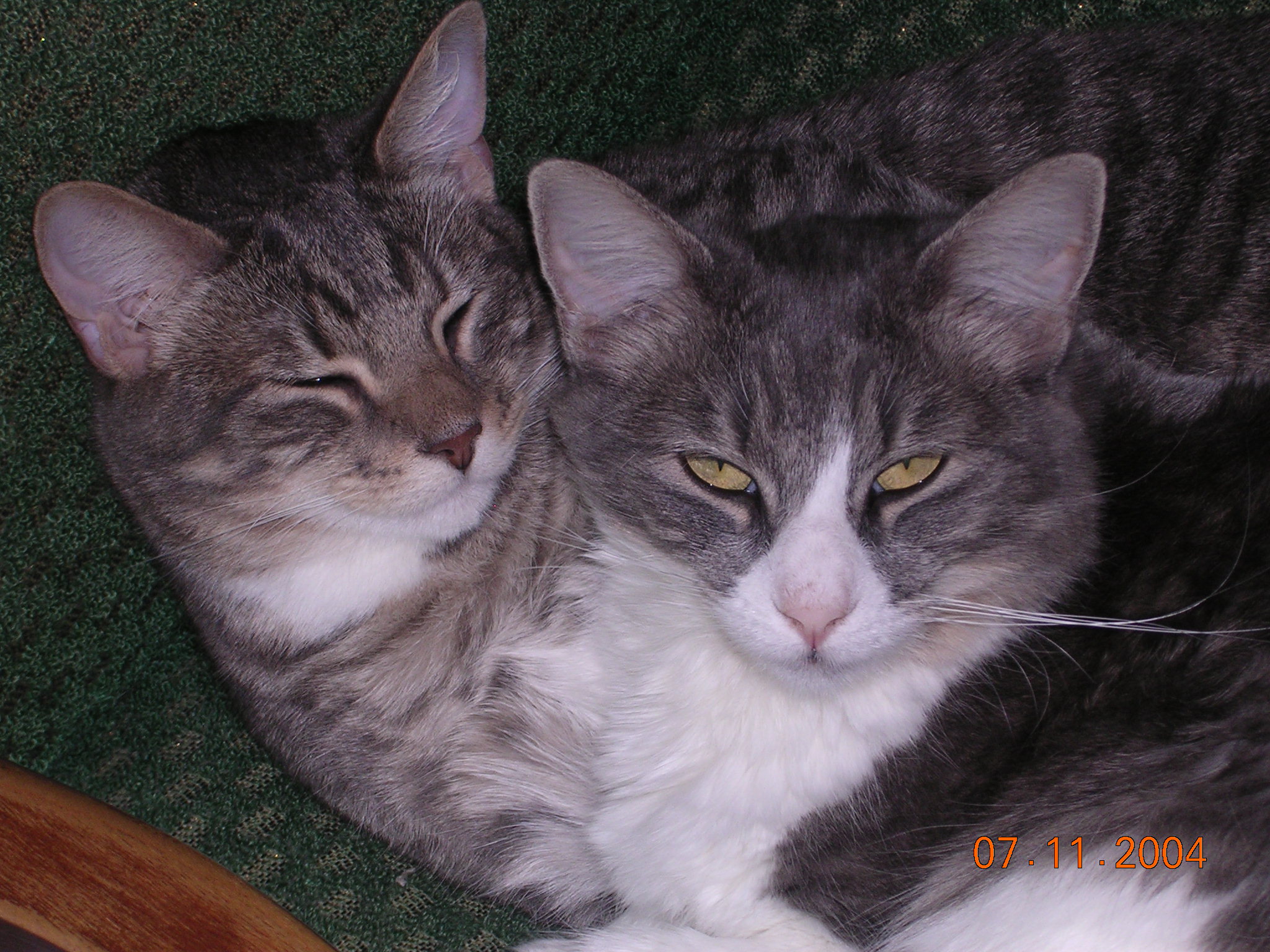 Norman, Lily