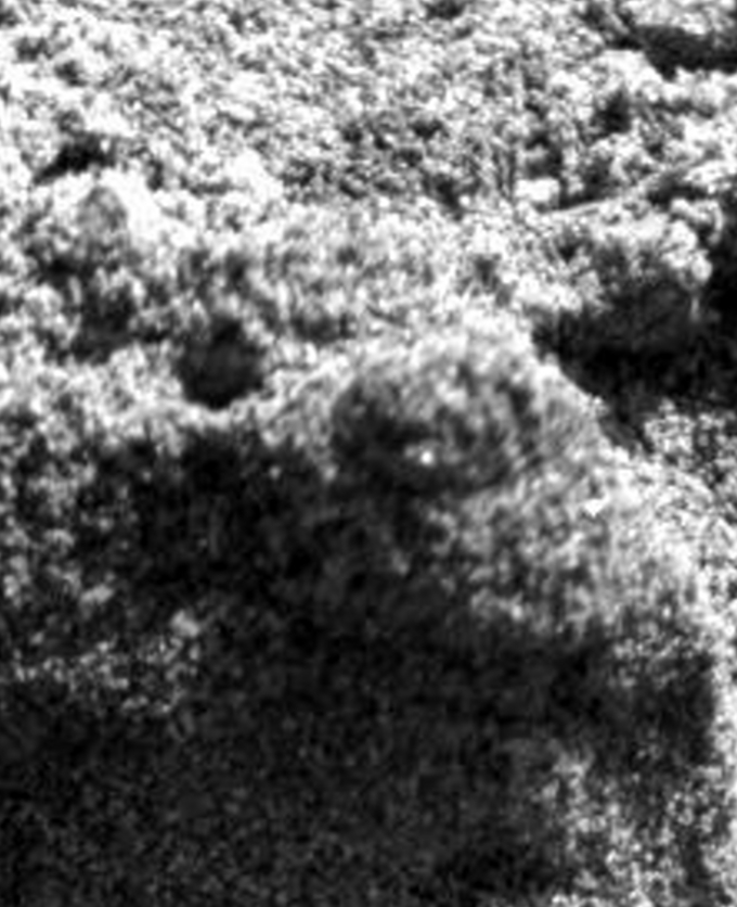 Worm in upper right, tubule center, additional worm and&nbsp; light and dark lumpy object left upper.