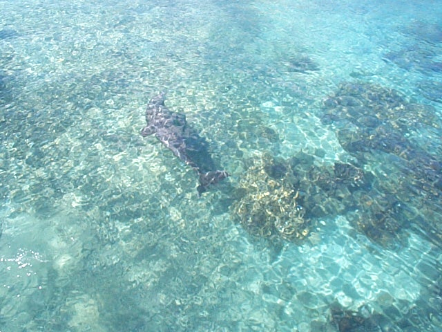 FLIPPER???