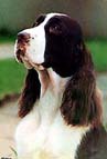 English Springer Spaniel