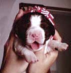English Springer Spaniel puppy
