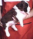 English Springer Spaniel puppy