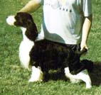 English Springer Spaniel
