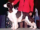 English Springer Spaniel