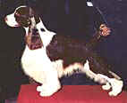 English Springer Spaniel