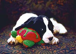 cachorro springer spaniel ingl�s