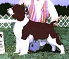 English Springer Spaniel