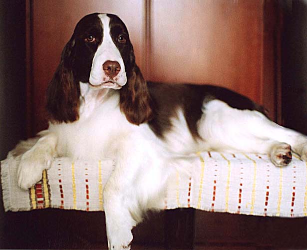 English Springer Spaniel Ch. Supreme Bijou Dusky Jade